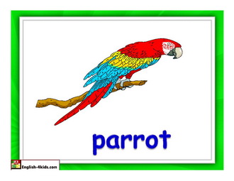 Как по английски будет попугай